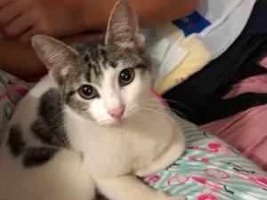 Gato raça  idade 2 a 6 meses nome Bibi
