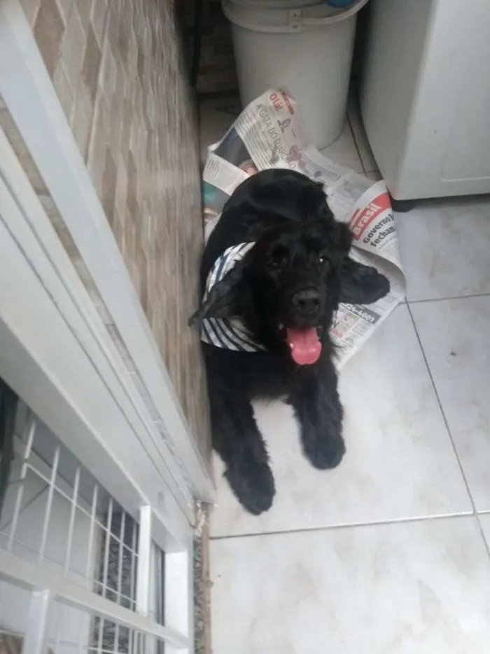 Cachorro ra a Cocher idade 3 anos nome Negrao