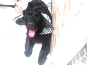 Cachorro raça Cocher idade 3 anos nome Negrao