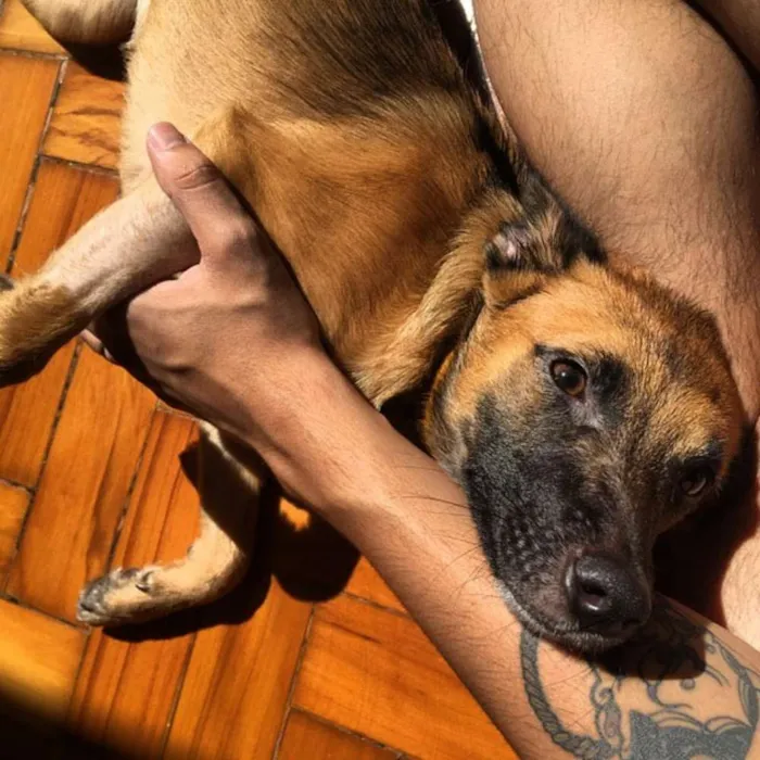 Cachorro ra a SRD idade 1 ano nome Bethania
