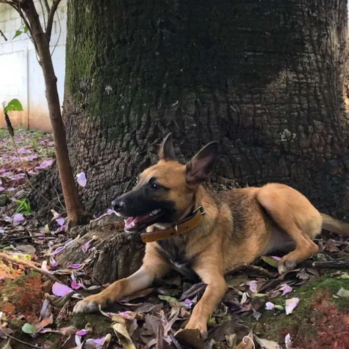 Cachorro ra a SRD idade 1 ano nome Bethania