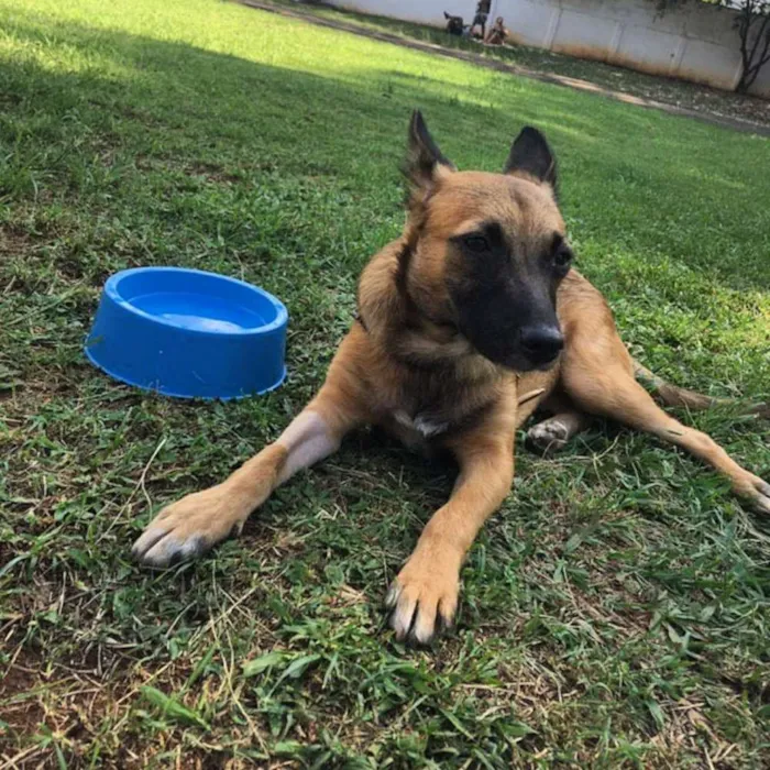 Cachorro ra a SRD idade 1 ano nome Bethania