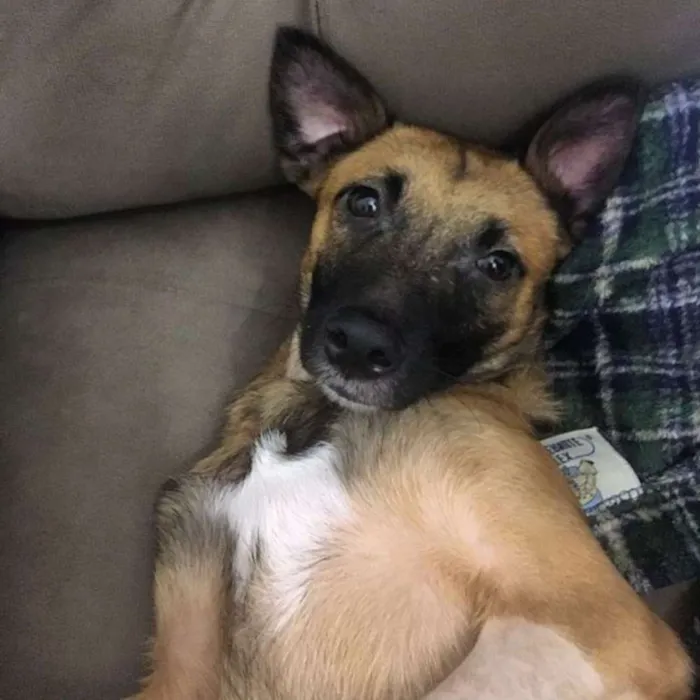 Cachorro ra a SRD idade 1 ano nome Bethania
