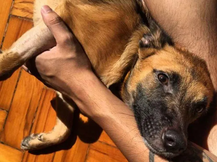 Cachorro ra a SRD idade 1 ano nome Bethania