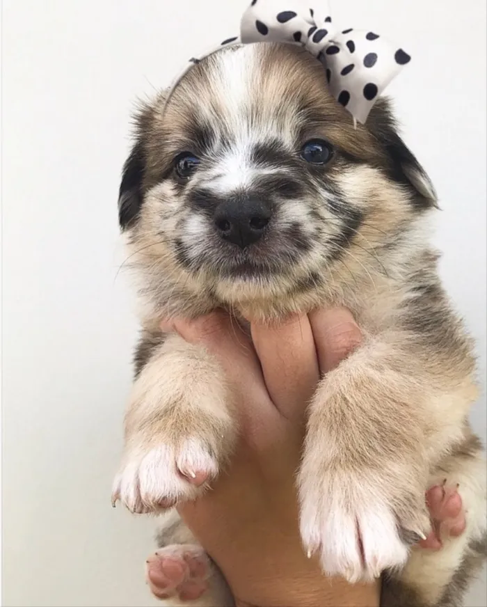 Cachorro ra a SEM RAÇA DEFINIDA  idade Abaixo de 2 meses nome DUQUESA 