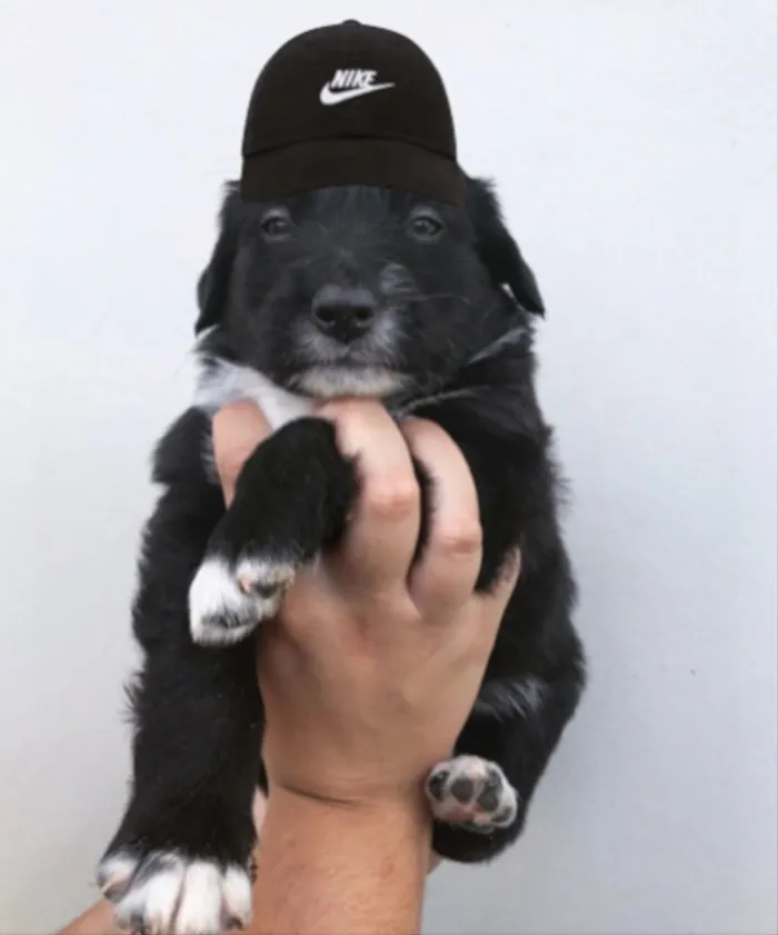 Cachorro ra a SEM RAÇA DEFINIDA  idade Abaixo de 2 meses nome BÓRIS 