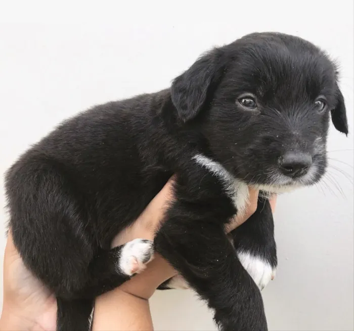 Cachorro ra a SEM RAÇA DEFINIDA  idade Abaixo de 2 meses nome BÓRIS 