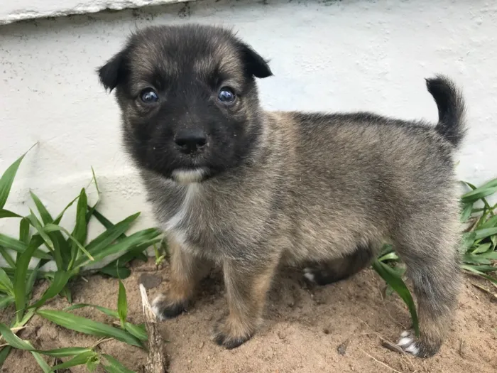 Cachorro ra a SEM RACA DEFINIDA  idade Abaixo de 2 meses nome STUART 