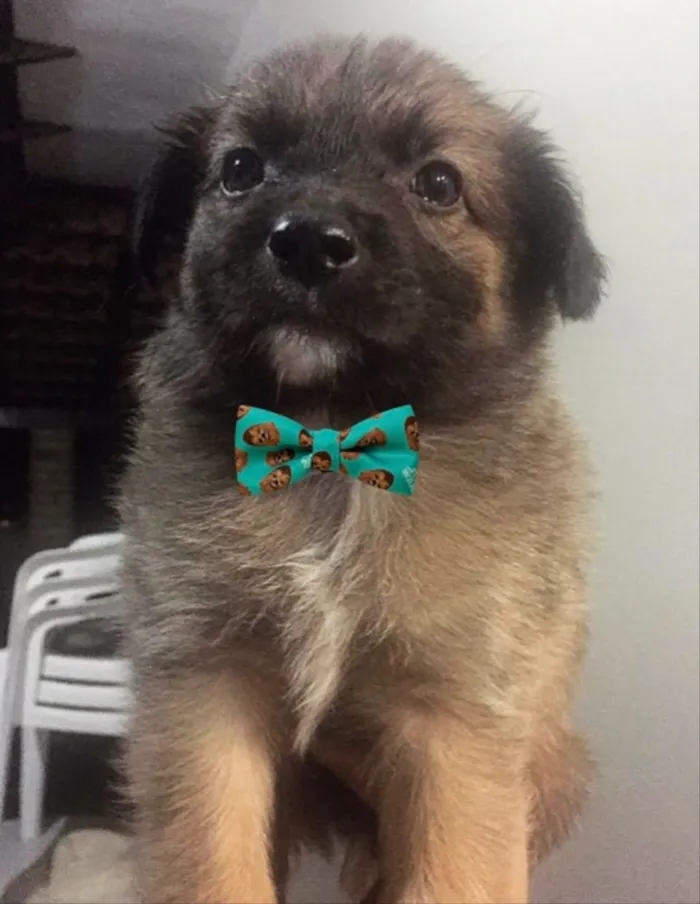 Cachorro ra a SEM RACA DEFINIDA  idade Abaixo de 2 meses nome STUART 