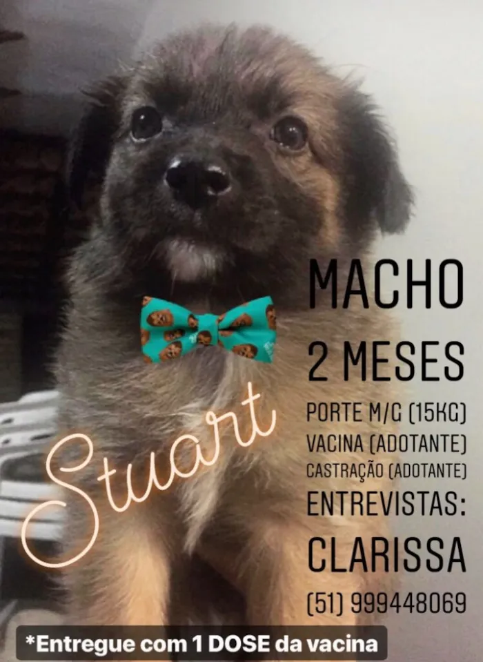 Cachorro ra a SEM RACA DEFINIDA  idade Abaixo de 2 meses nome STUART 