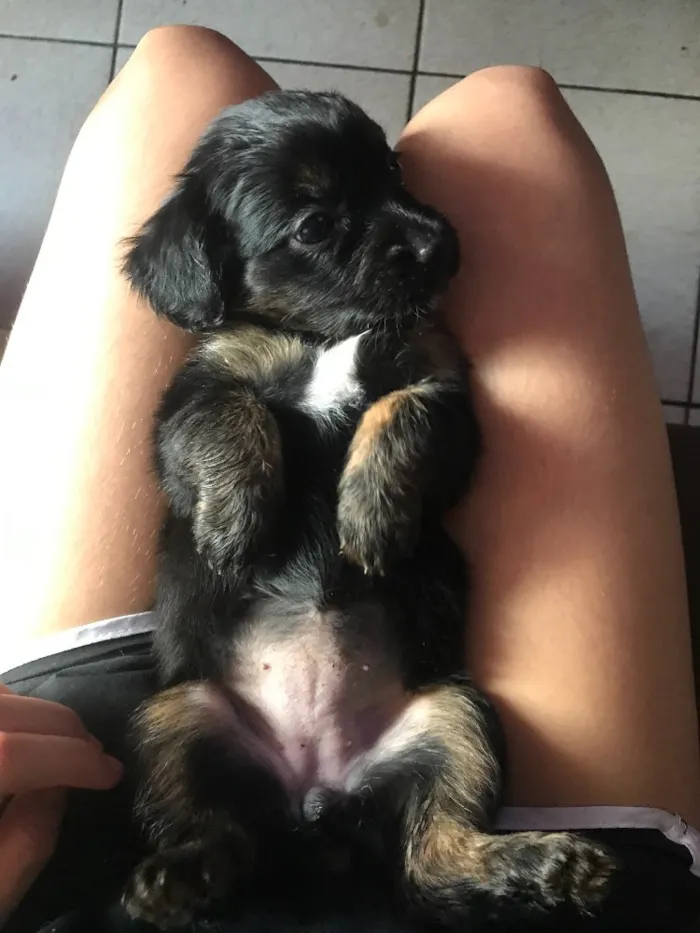 Cachorro raça Poodle com vira lata  idade Abaixo de 2 meses nome Sem nome 
