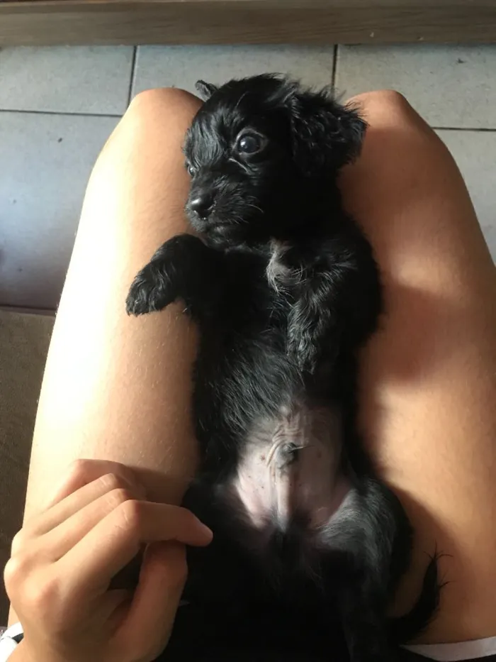 Cachorro raça Poodle com vira lata  idade Abaixo de 2 meses nome Sem nome 