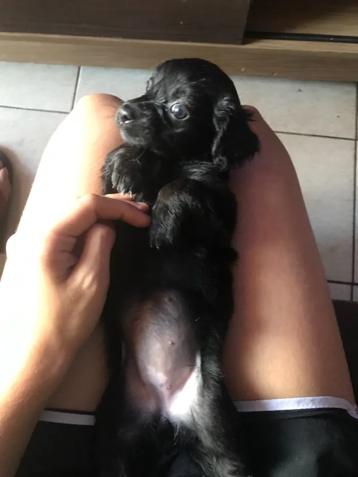 Cachorro raça Poodle com vira lata  idade Abaixo de 2 meses nome Sem nome 