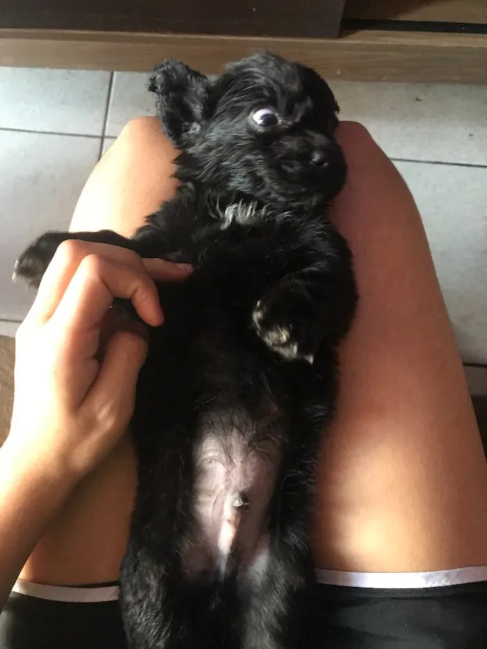 Cachorro raça Poodle com vira lata  idade Abaixo de 2 meses nome Sem nome 