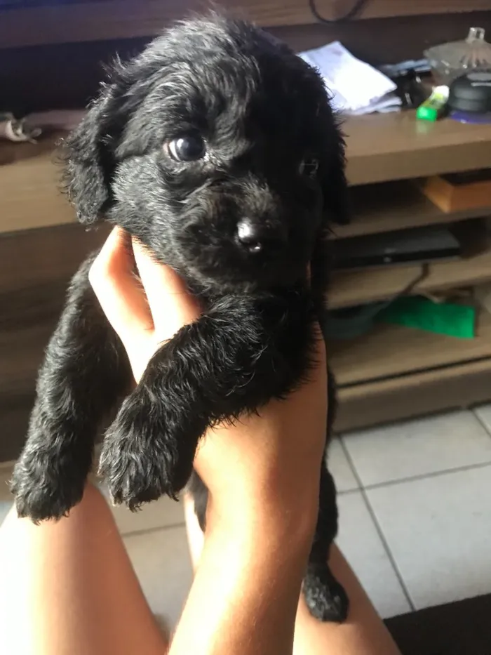 Cachorro raça Poodle com vira lata  idade Abaixo de 2 meses nome Sem nome 