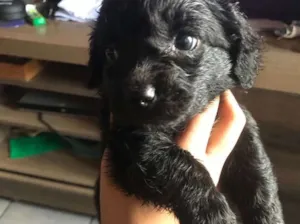 Cachorro raça Poodle com vira lata  idade Abaixo de 2 meses nome Sem nome 