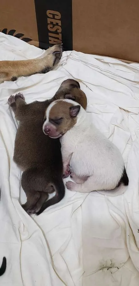 Cachorro raça Sem raça definida  idade Abaixo de 2 meses nome Sem nome