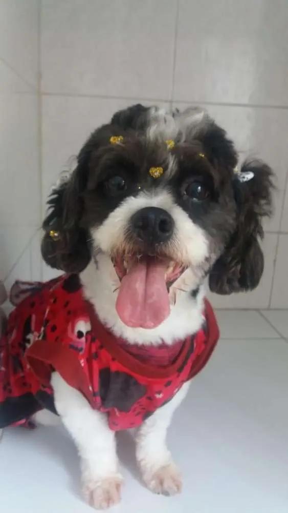 Cachorro ra a Mix poodle com Ihasa idade 2 anos nome JADE