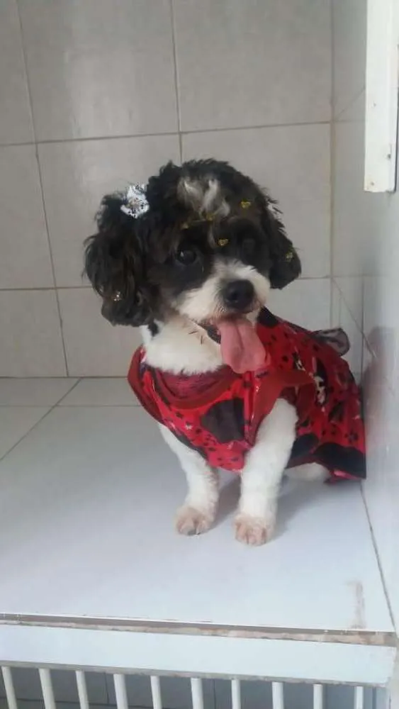 Cachorro ra a Mix poodle com Ihasa idade 2 anos nome JADE