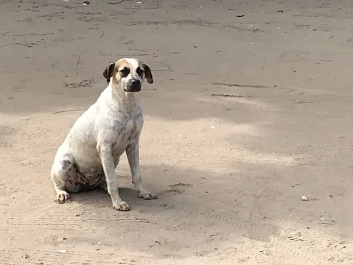 Cachorro raça Indefinida idade 7 a 11 meses nome Mart Kay