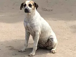Cachorro raça Indefinida idade 7 a 11 meses nome Mart Kay