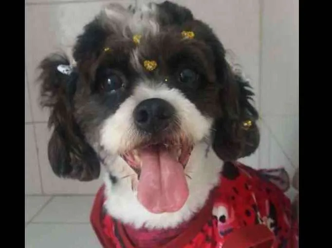 Cachorro ra a Mix poodle com Ihasa idade 2 anos nome JADE