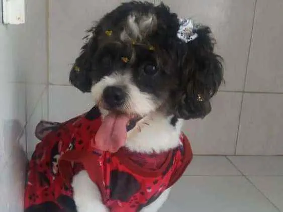 Cachorro ra a Mix poodle com Ihasa idade 2 anos nome JADE