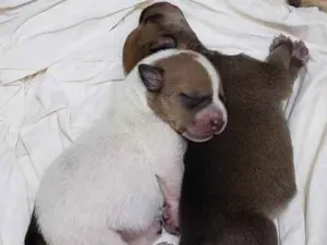 Cachorro raça Sem raça definida  idade Abaixo de 2 meses nome Sem nome