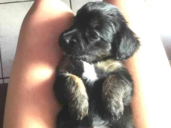 Cachorro raça Poodle com vira lata  idade Abaixo de 2 meses nome Sem nome 