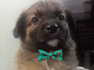 Cachorro raça SEM RACA DEFINIDA  idade Abaixo de 2 meses nome STUART 
