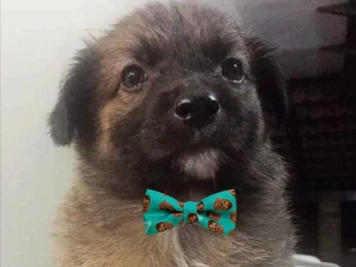 Cachorro ra a SEM RACA DEFINIDA  idade Abaixo de 2 meses nome STUART 