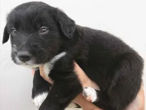 Cachorro raça SEM RAÇA DEFINIDA  idade Abaixo de 2 meses nome BÓRIS 