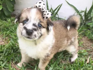 Cachorro raça SEM RAÇA DEFINIDA  idade Abaixo de 2 meses nome DUQUESA 