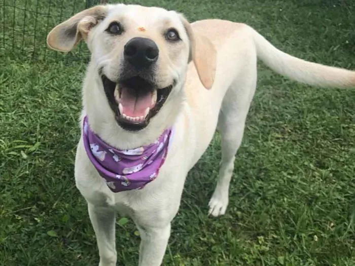 Cachorro ra a Mestiça Labrador  idade 7 a 11 meses nome CANDY 