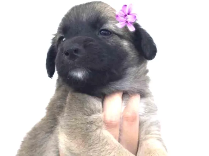 Cachorro ra a Sem raça definida idade Abaixo de 2 meses nome Fione