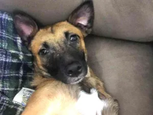 Cachorro raça SRD idade 1 ano nome Bethania