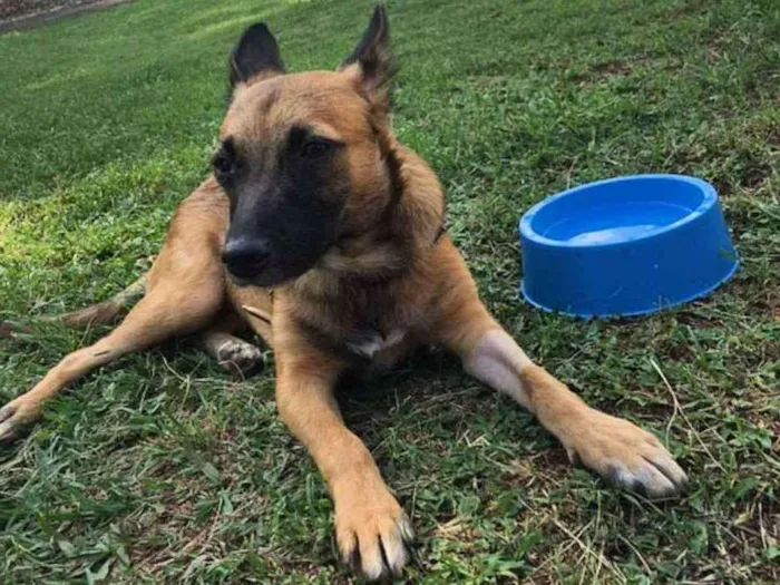 Cachorro ra a SRD idade 1 ano nome Bethania