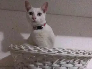 Gato raça Srd idade 7 a 11 meses nome Narim