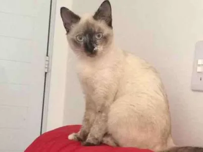 Gato raça Siamês  idade 2 a 6 meses nome Pitucha