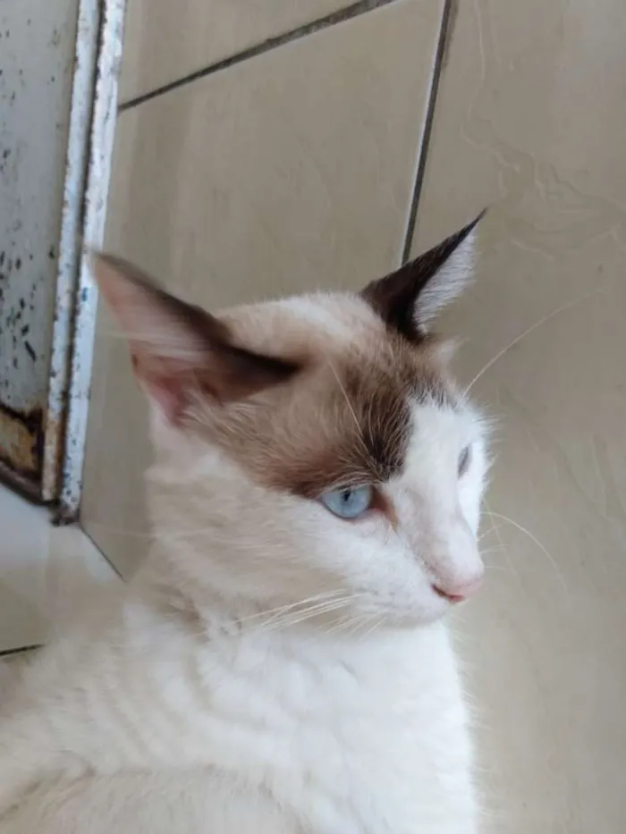 Gato ra a  idade 2 a 6 meses nome Gatinhos 1,2 e 3