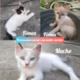 Gatinhos 1,2 e 3