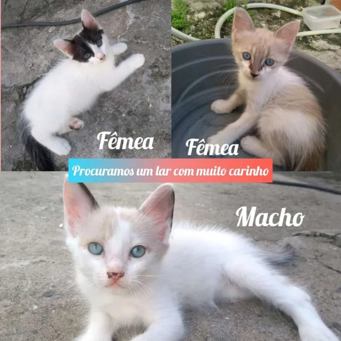 Gato ra a  idade 2 a 6 meses nome Gatinhos 1,2 e 3