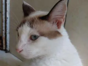 Gato raça  idade 1 ano nome Marih