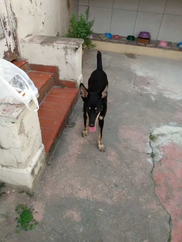 Cachorro ra a SRD idade 1 ano nome Sem nome
