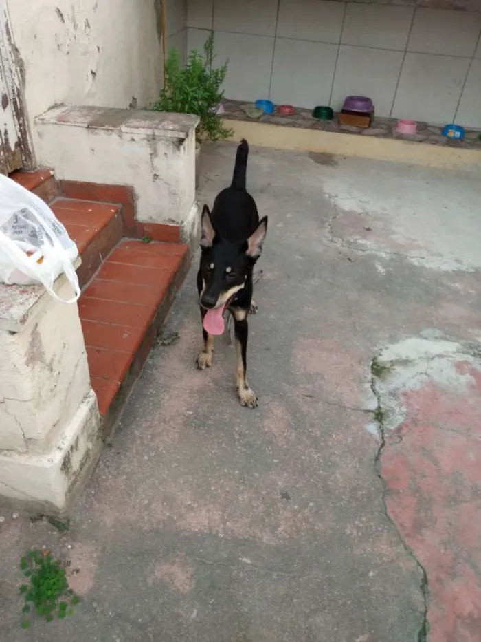 Cachorro ra a SRD idade 1 ano nome Sem nome