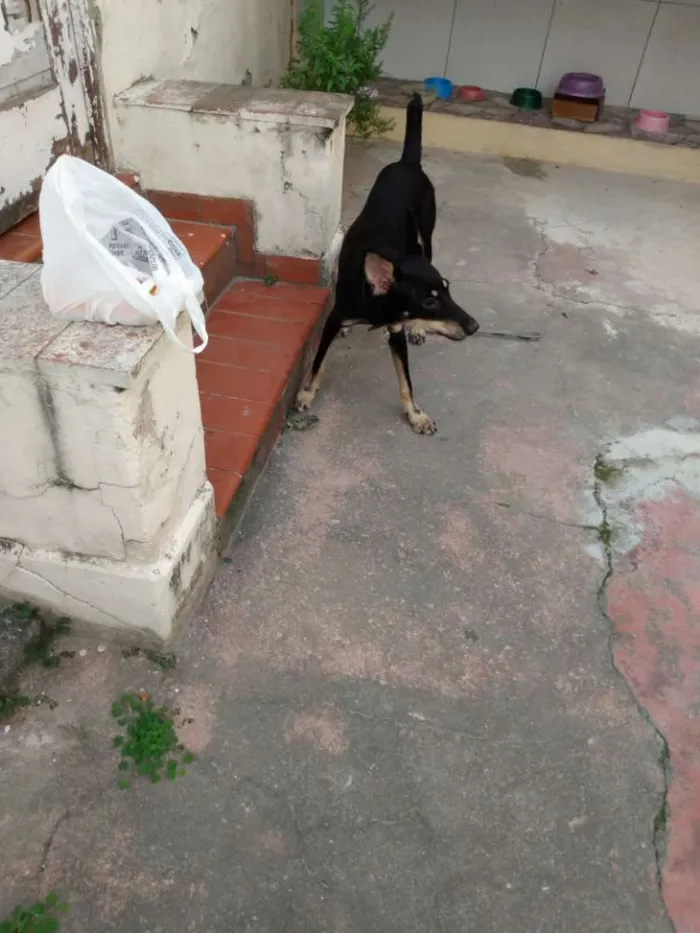 Cachorro ra a SRD idade 1 ano nome Sem nome