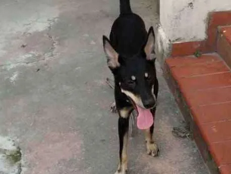 Cachorro ra a SRD idade 1 ano nome Sem nome