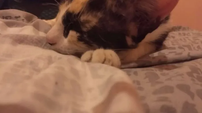 Gato raça Não é de raça idade 2 a 6 meses nome Pintada
