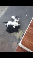 Xaninha e seus filho