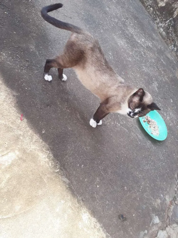 Gato ra a Gato idade 1 ano nome Xana
